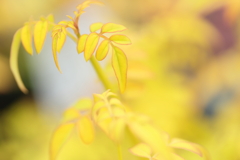 羽衣ジャスミン