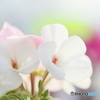 white to roseⅡ