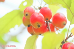 クラブアップル