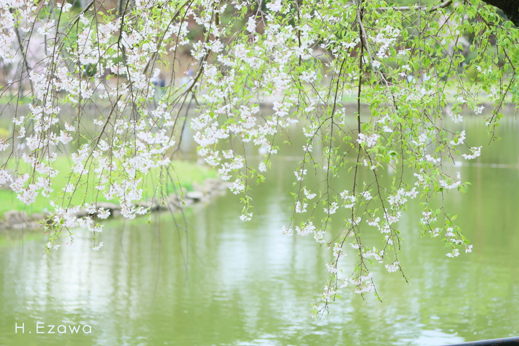 池に咲く枝垂れ桜