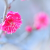 優美Ⅱ