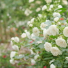薔薇の楽園