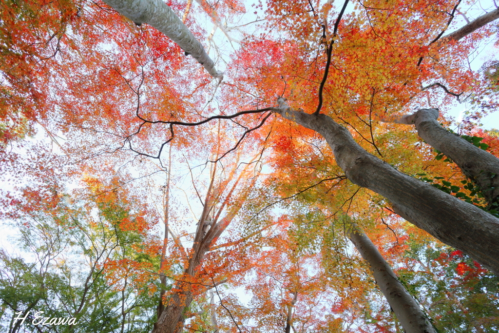 紅葉の空