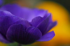 Purple Anemone