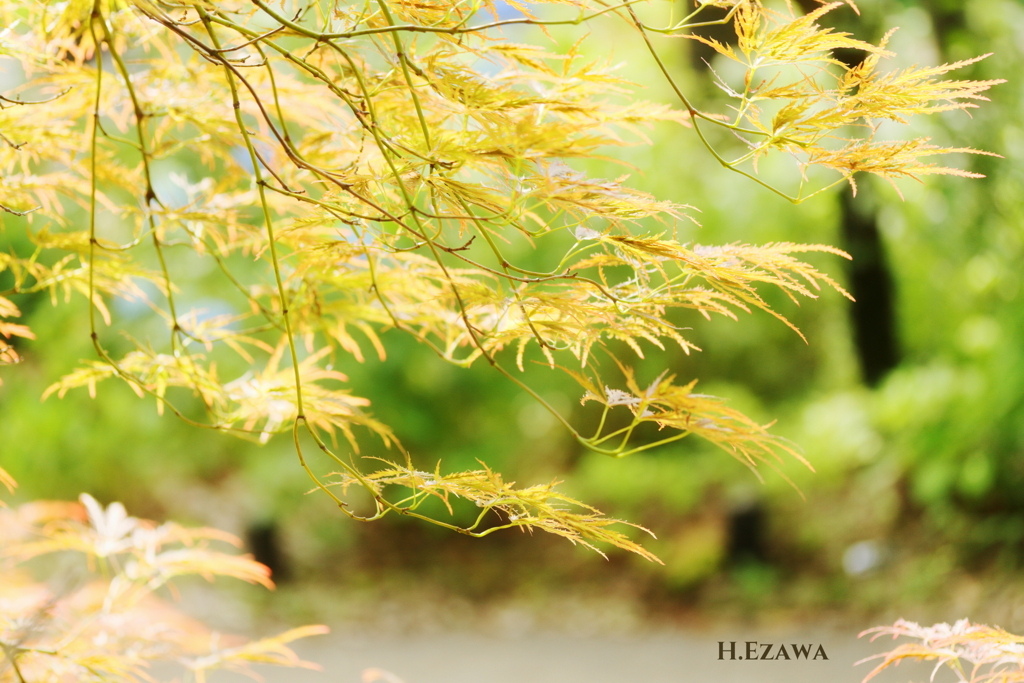 紅枝垂れ