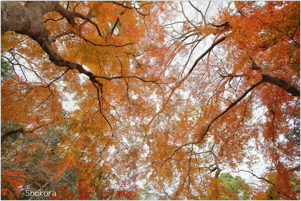 十枝の森の紅葉8