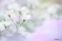 White aster