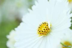White face
