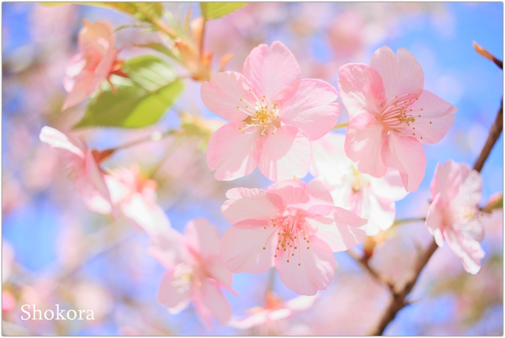 Spring has come