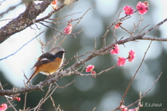 咲き始めたにゃ