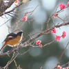 咲き始めたにゃ
