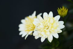 オステオスペルマム