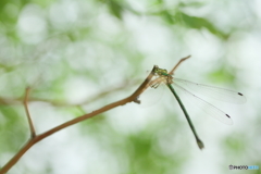 Green dragonfly