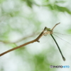 Green dragonfly