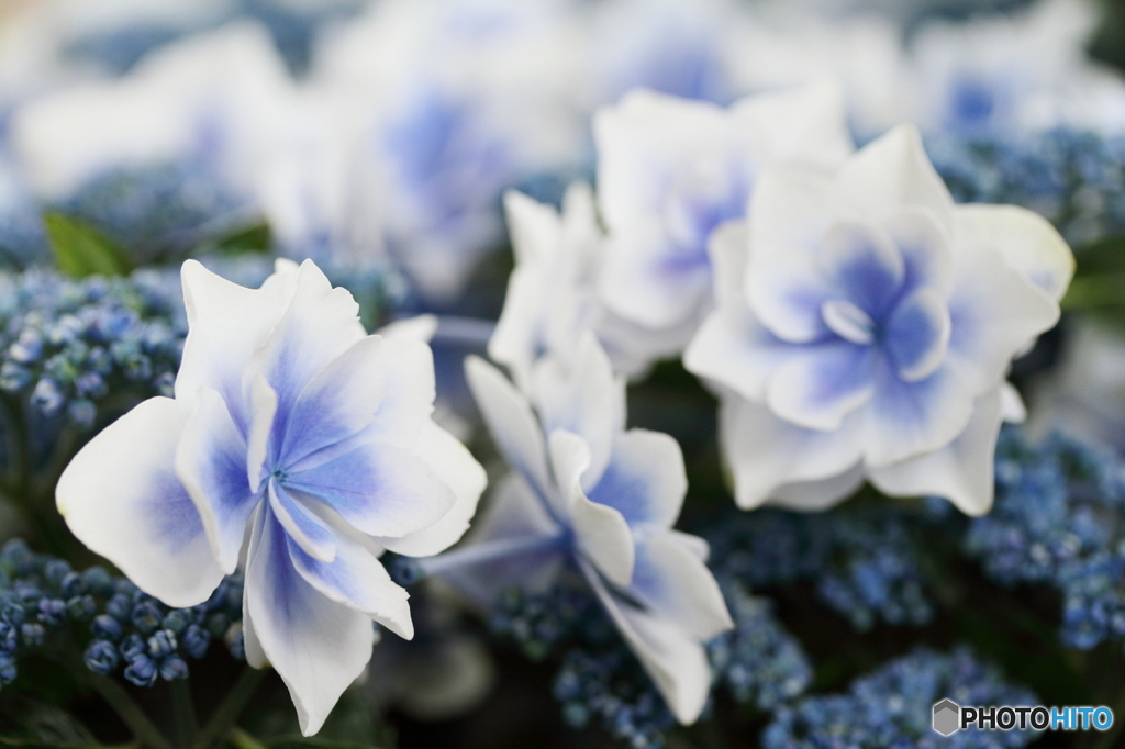 White and blue