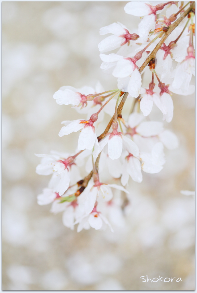 栄福寺の枝垂れ桜