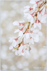 栄福寺の枝垂れ桜