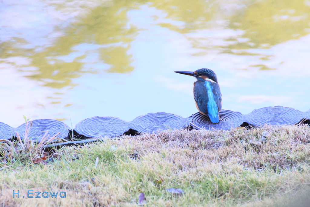 公園のカワセミ