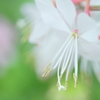 White butterfly