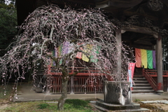 栄福寺の枝垂れ梅