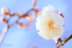 開花