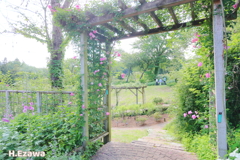 Rose Gate