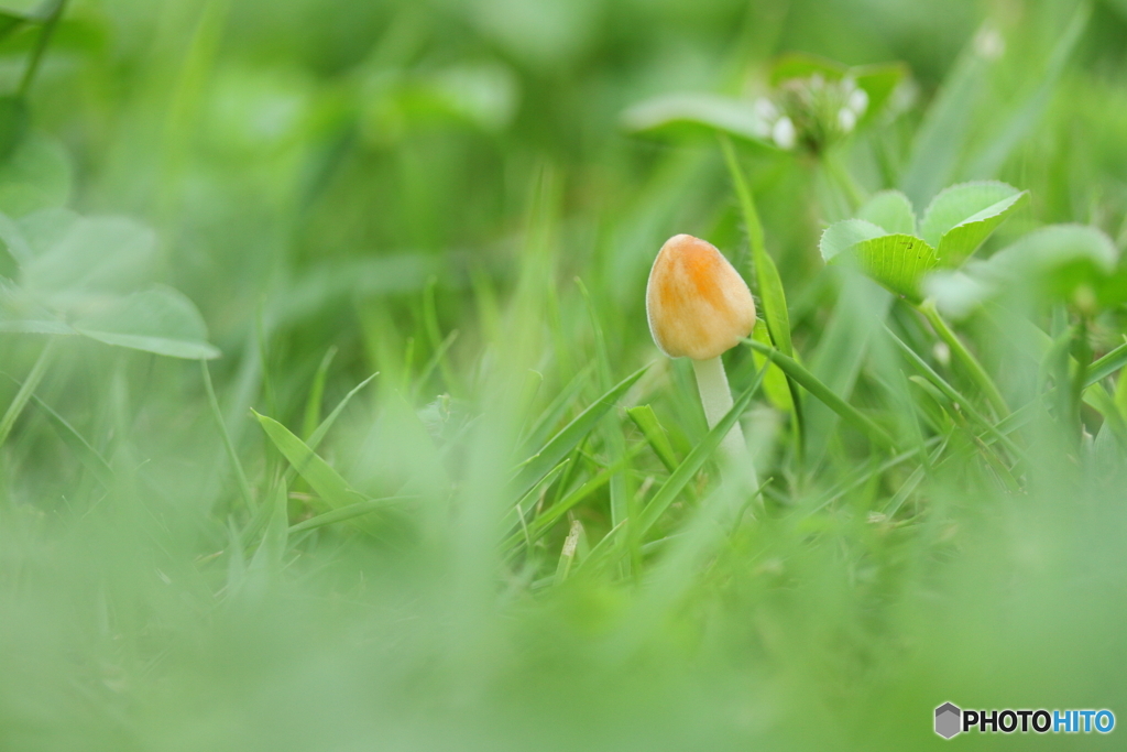 きのこの森
