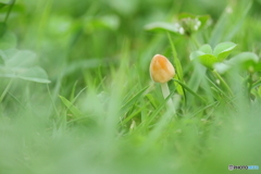 きのこの森