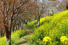 菜の花小道