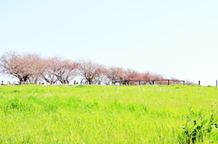 草原の桜