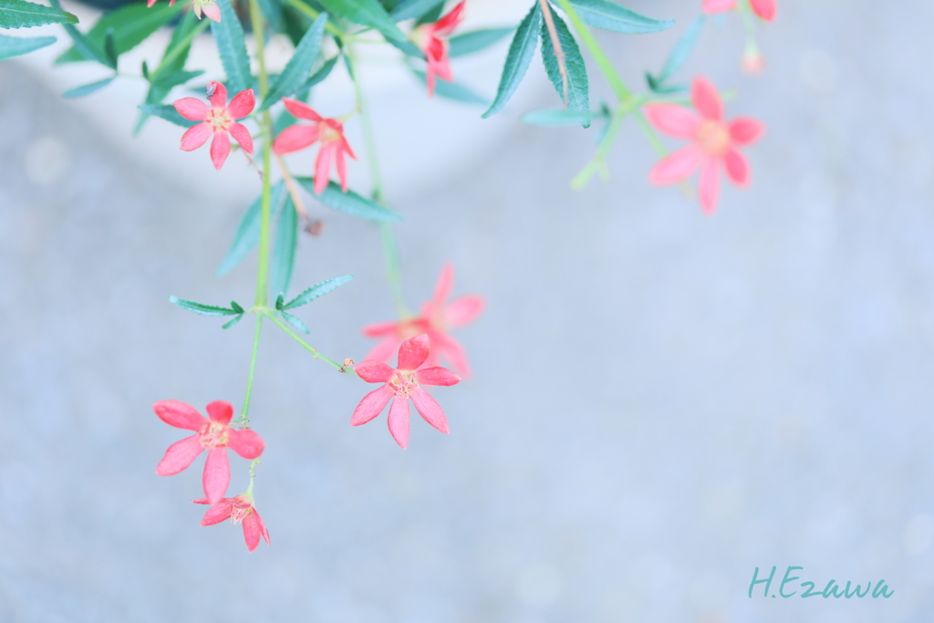 鉢植えの小さな花