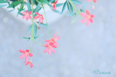 鉢植えの小さな花