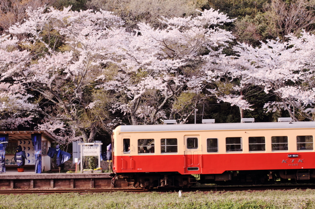 トトロ駅にも桜咲く