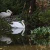 白鳥たち