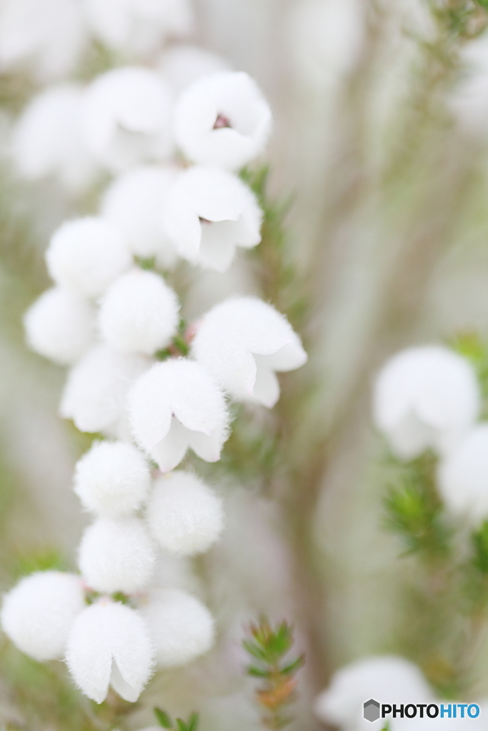 Snowy fairyⅡ