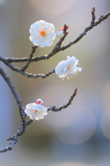 枝先