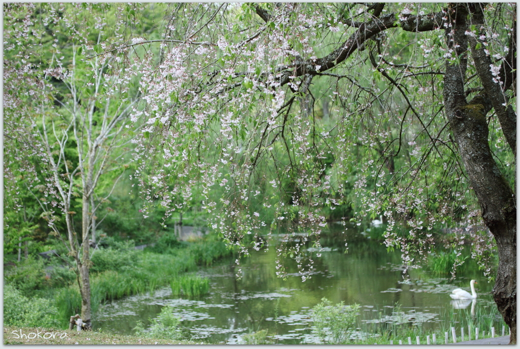 枝垂れ桜と桜Ⅱ