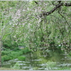 枝垂れ桜と桜Ⅱ