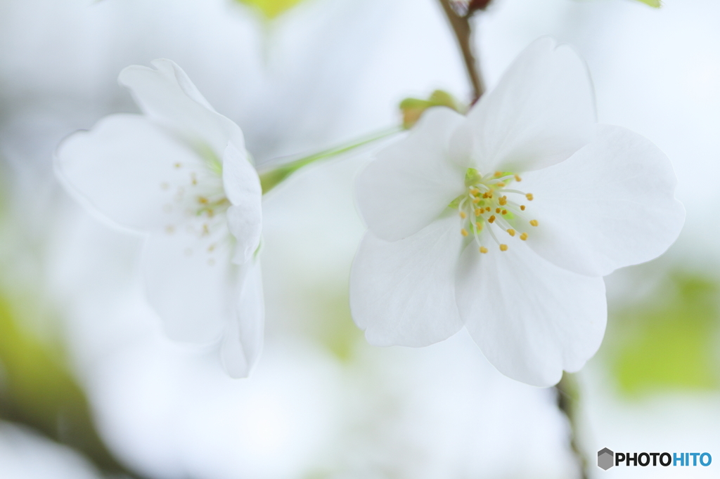 White cherry blossomⅡ