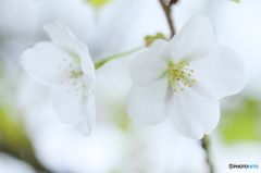 White cherry blossomⅡ