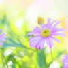 ブラキカム