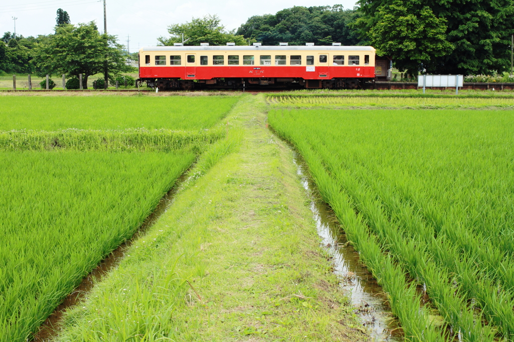 駅へのあぜ道