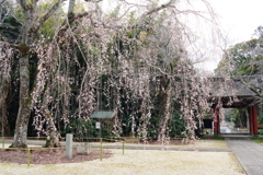 栄福寺の枝垂れ桜3