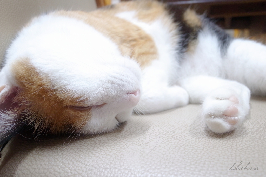 すやすや
