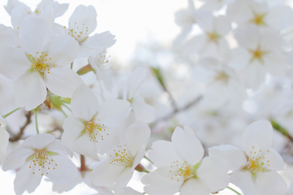 White cherry blossom Ⅱ