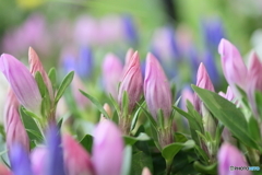Party of the gentian