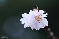 冬の桜