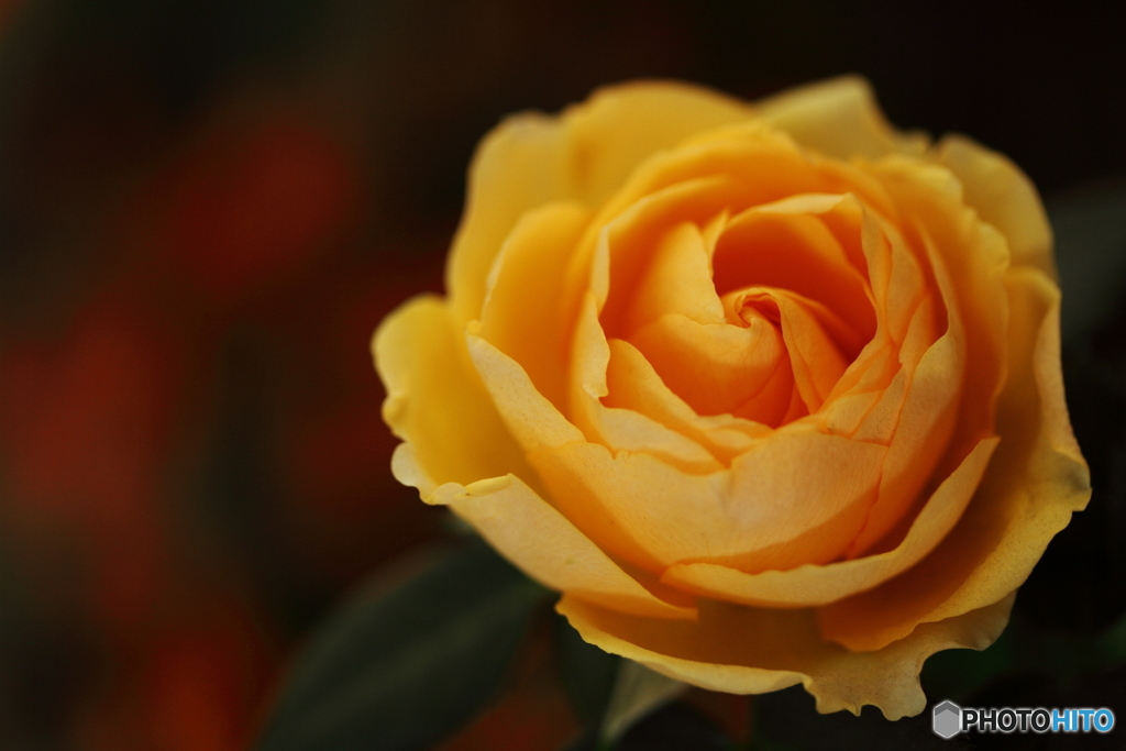 Apricot Rose