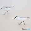 砂浜のアイドル
