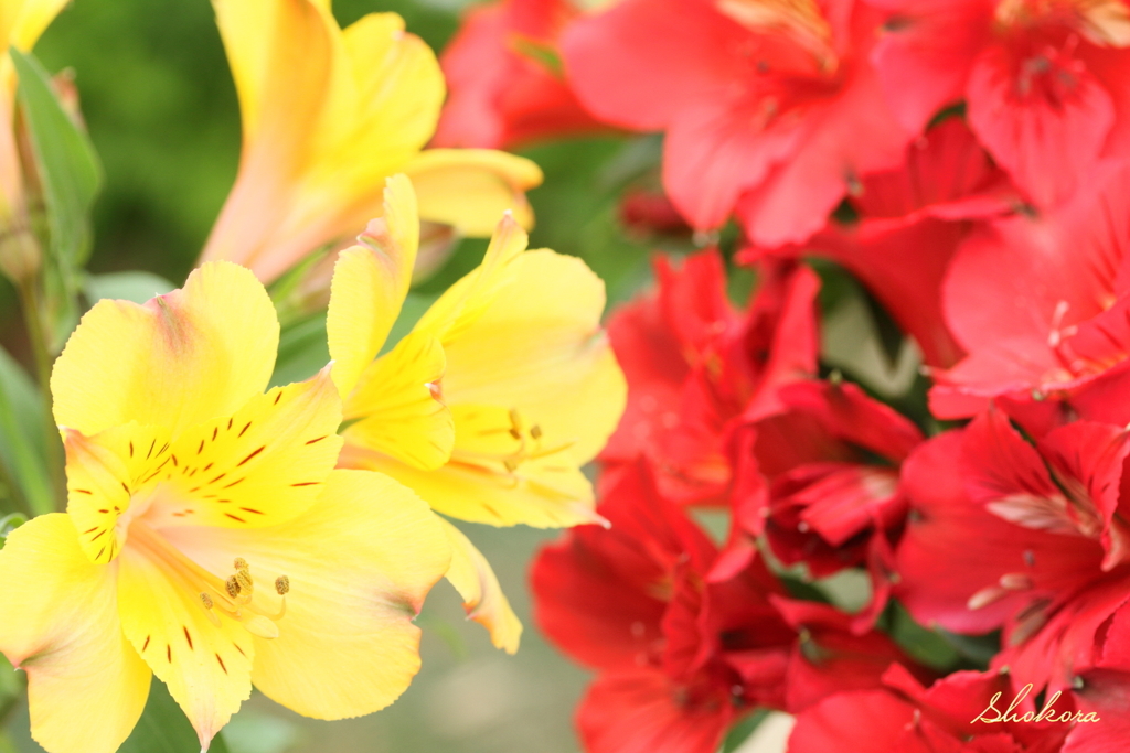 Two color Alstroemeria